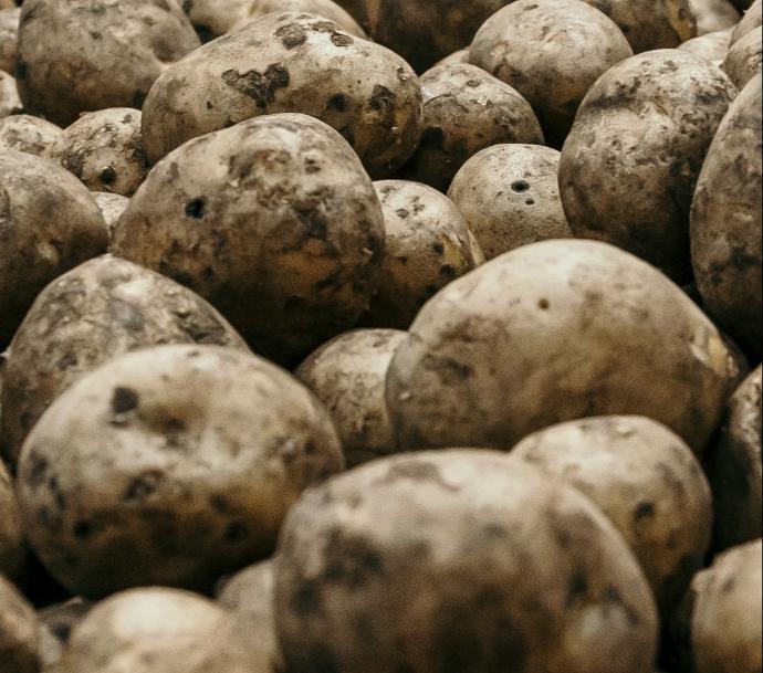 Patatas kennebeck granel